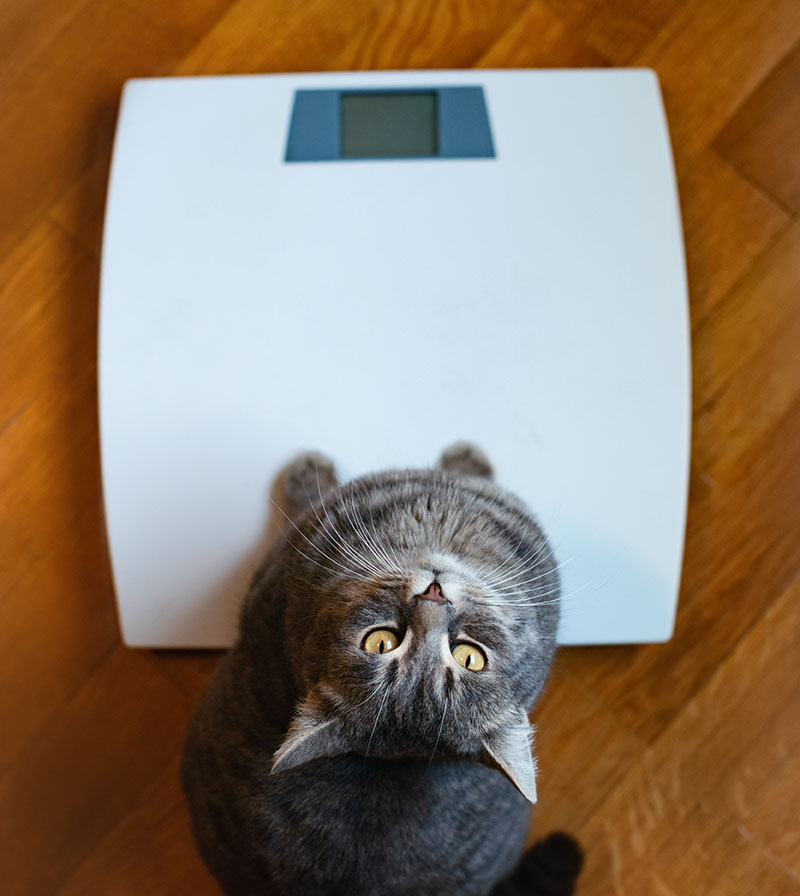 Fat cat weighing itself