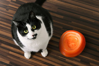 The Association for Pet Obesity Prevention releases new data on obesity in pets