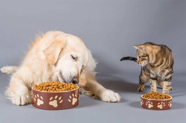 BENEO introduces toolbox of plant-based proteins for use in pet foods