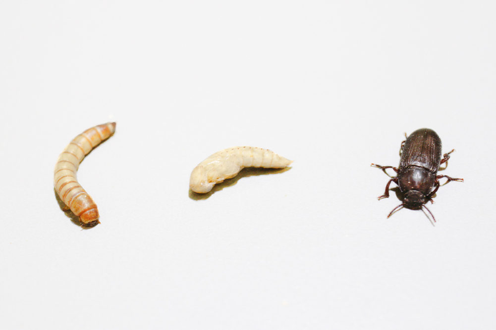 Insect ingredients are making headway in the pet nutrition sector