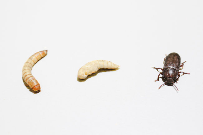 Formulating pet foods with insect ingredients