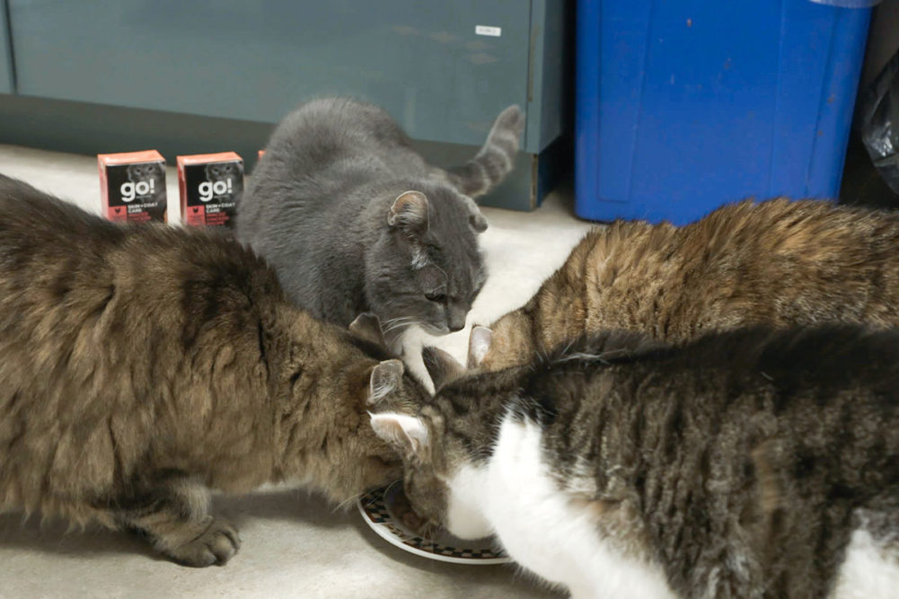Petcurean donates 460,000 cat meals to groups across Canada