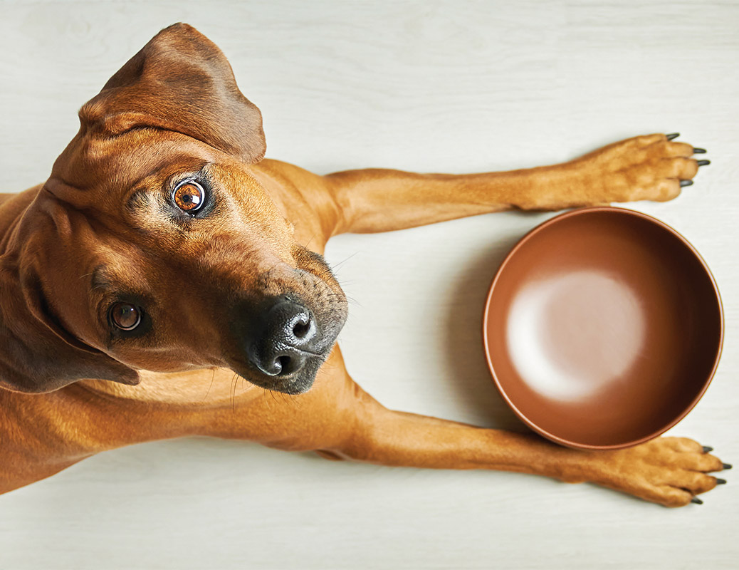 Dogs and cats meal choices are at the mercy of their owners