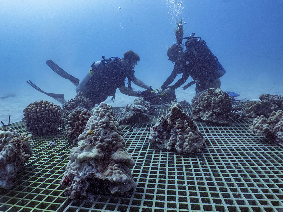 The partnership with Kuleana is part of SHEBA's continued commitment to restore coral reefs throughout the globe