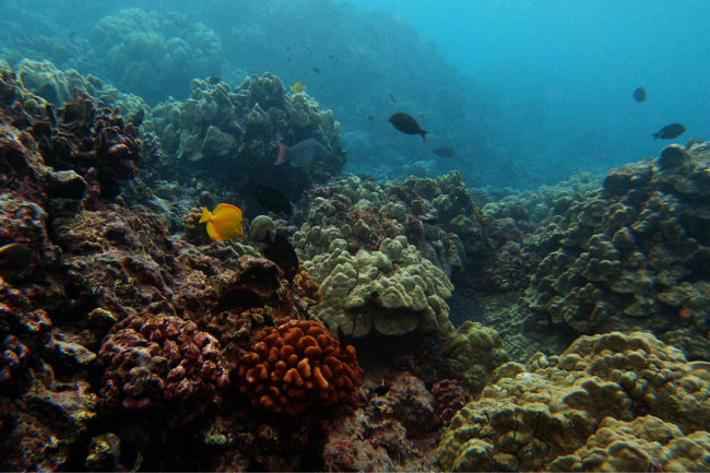 The cat nutrition brand has partnered with Kuleana Coral Reefs
