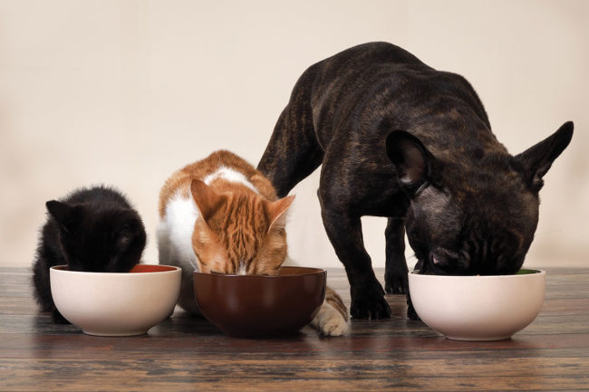 Palatability is evolving in line with pet food and treat trends