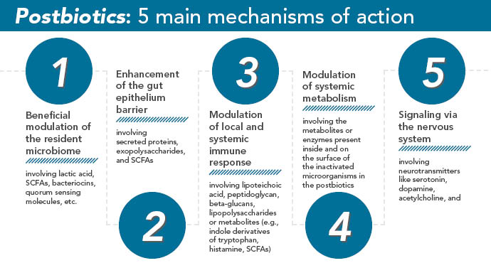The five main mechanisms of action for postbiotics