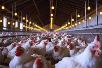 Caru commits to more humane chicken sourcing for dog food product