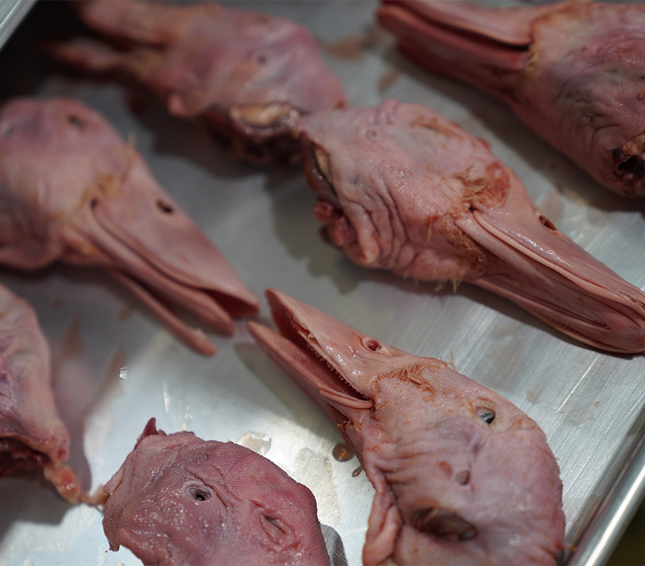 Freeze-dried duck heads are the No. 3 seller in the Vital Essentials raw bar line.