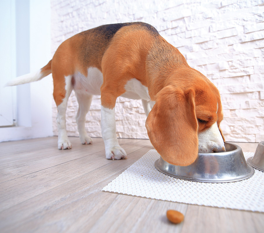 Pet parents are looking for properly balanced diets to feed their four-legged companions, many of which contain trace minerals to ensure proper nutrition.