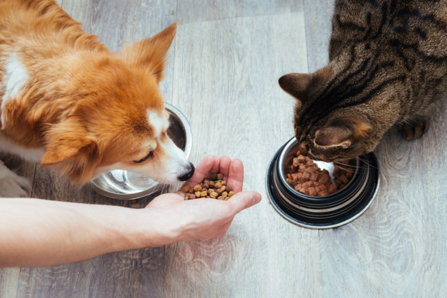 American Feed Industry Association shares how it plans to support the animal feed and pet food industries through several challenges