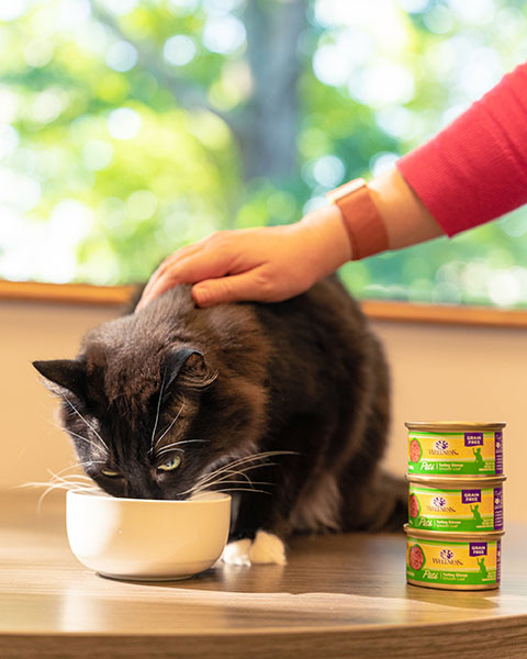 Wellness Pet Company offers diet specifically made for senior cats