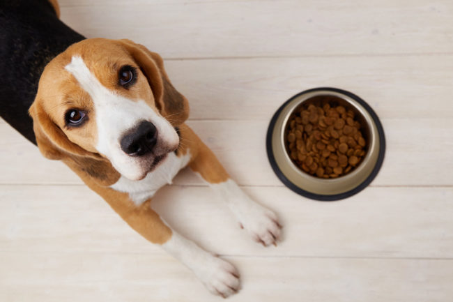 BSM Partners, University of Missouri researchers publish study on grain-free dog food and the development of DCM