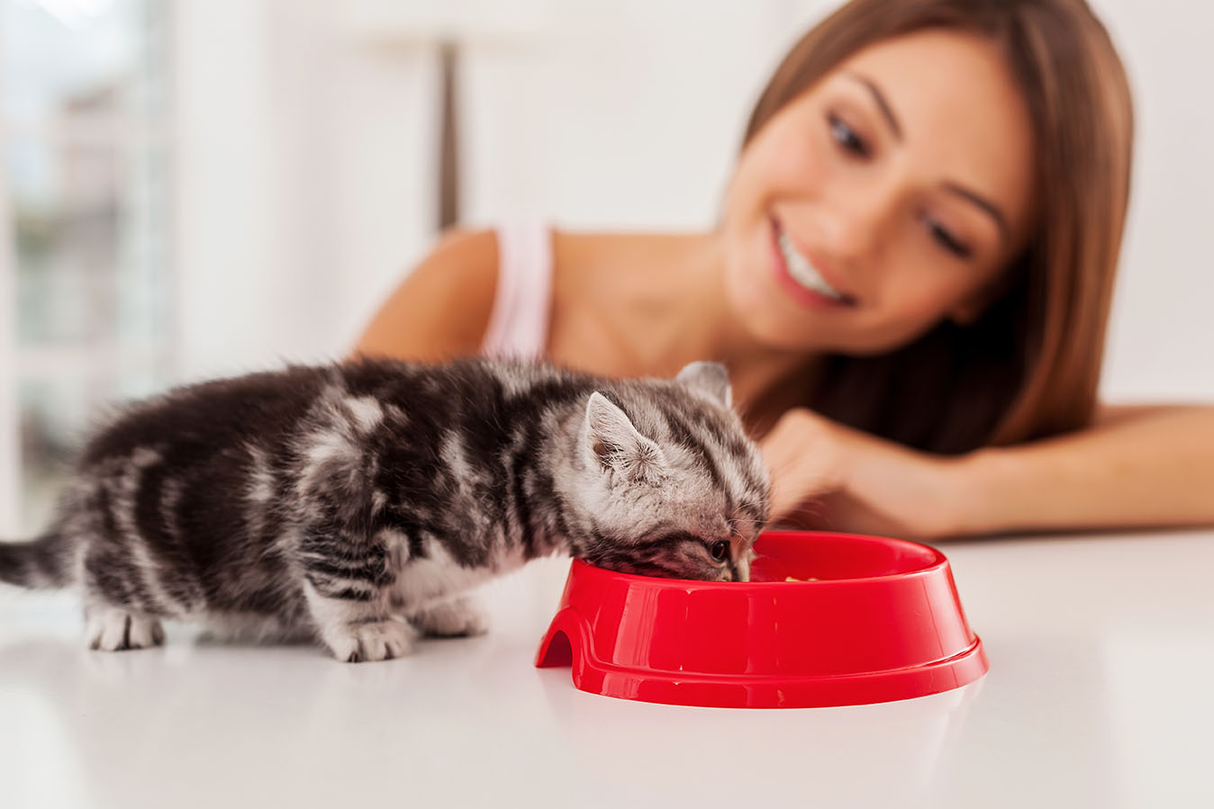 Taking good care of her pet. Little kitten eating food from the bowl while beautiful young woman looking at it and smiling