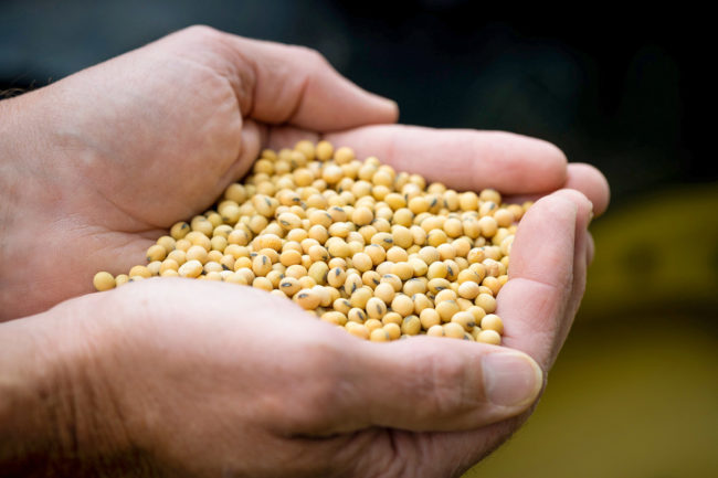 Benson Hill announces strategic business moves, new proprietary soybean ingredients for pet food