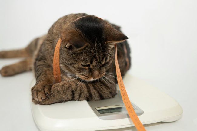 Better Choice and Aimia partner with KGK Science to create pet obesity supplement