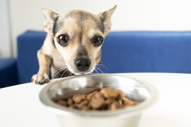 Inflation continues to impact pet food spending, according to Packaged Facts