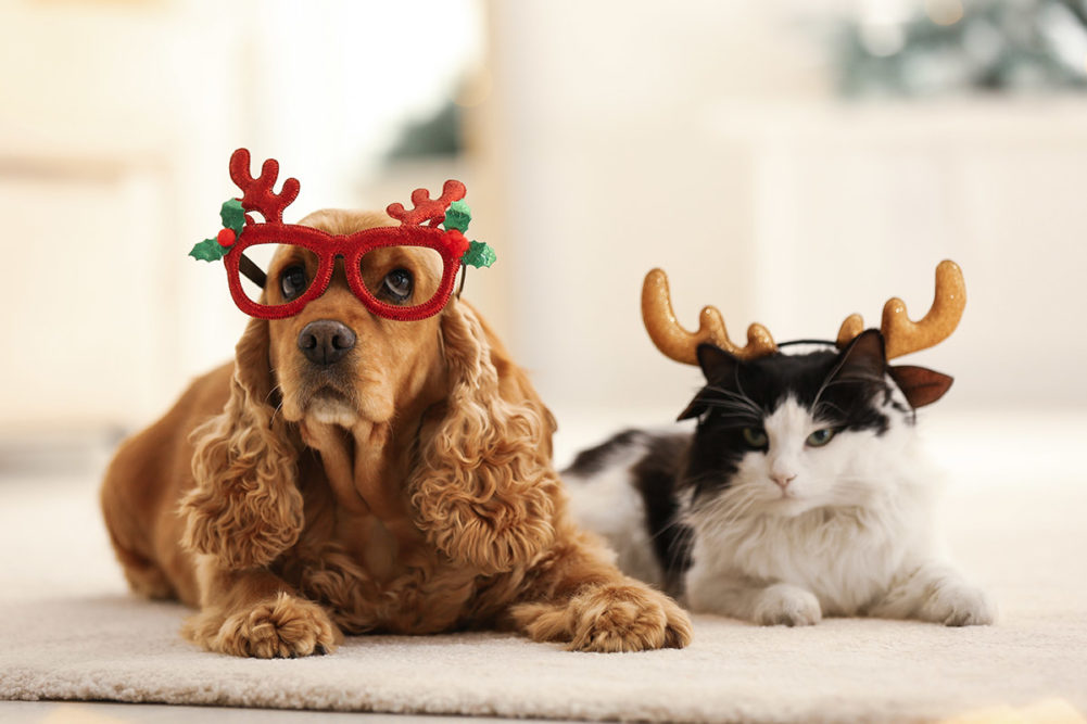 Pet owners prioritizing pet gifts for the holidays