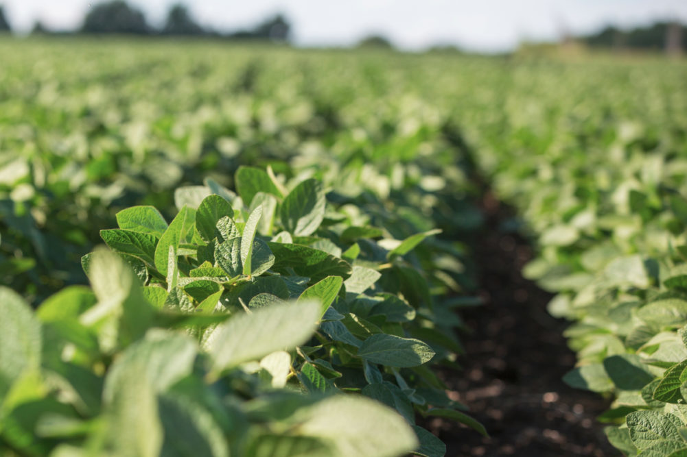 Benson Hill introduces new soybean varieties in 2024