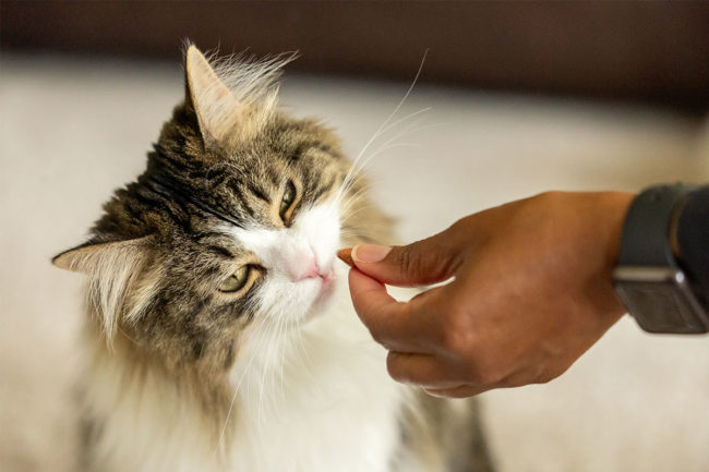 Targeted Petcare acquires private-label pet treat manufacturer