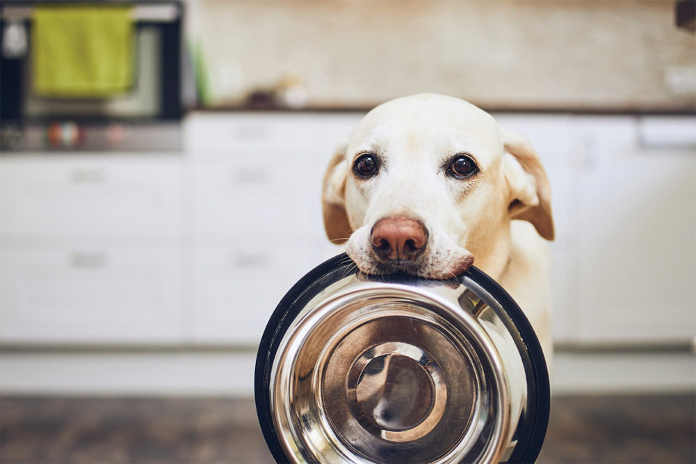 Formulating dog and cat food for digestibility