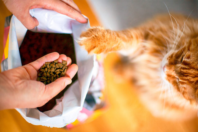 BENEO survey of pet owners reveals pet food purchasing priorities