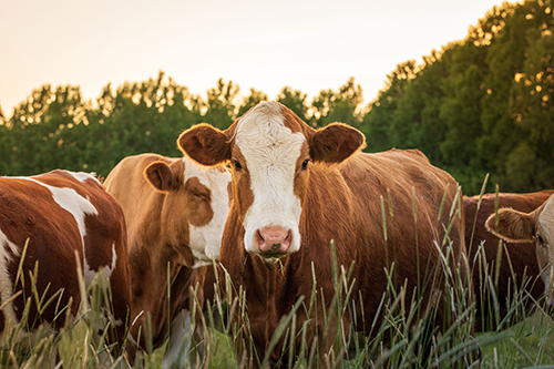Improving livestock production can help manage methane emissions and reduce environmental impact