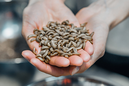 Innovafeed's Hilucia brand leverages the capabilities of black soldier fly larvae
