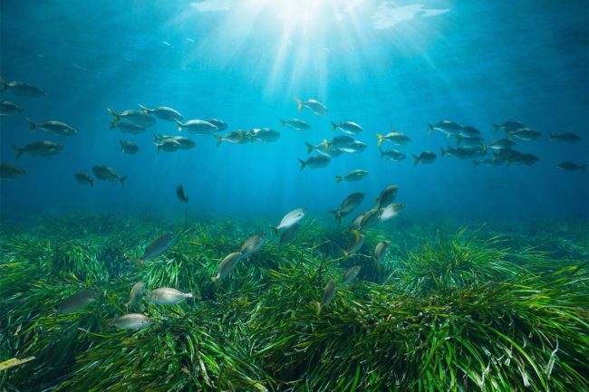 Purina establishes Ocean Restoration Program