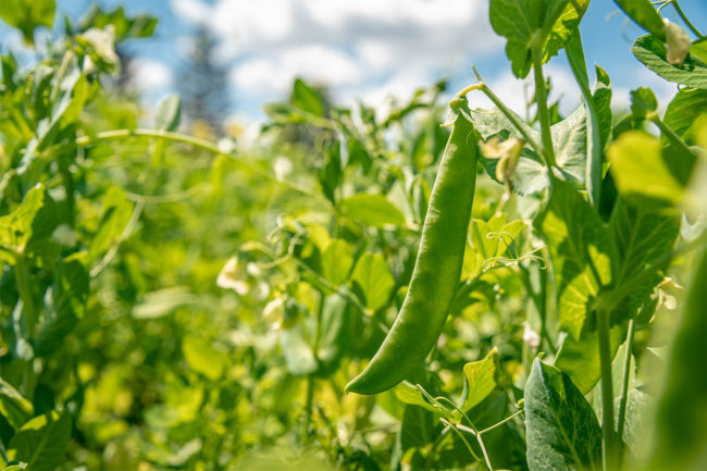 GreenVenus and Plant Research (NZ) LTD partner to create climate-resilient peas