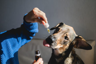 NASC shares recently published study on CBD safety for dogs