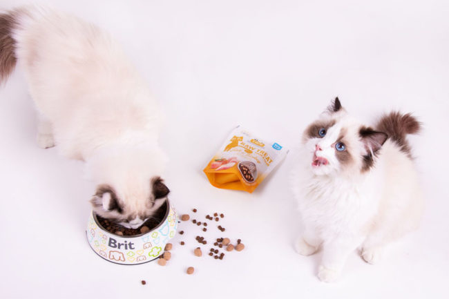 VAFO unleashes new super-premium, functional cat treats