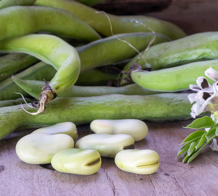 Faba bean can be used in plant-based formulations as a grain-free alternative