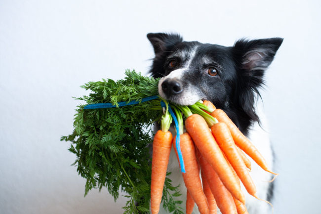 Earth Animal shares recent research on nutritional efficacy of plant-based dog food