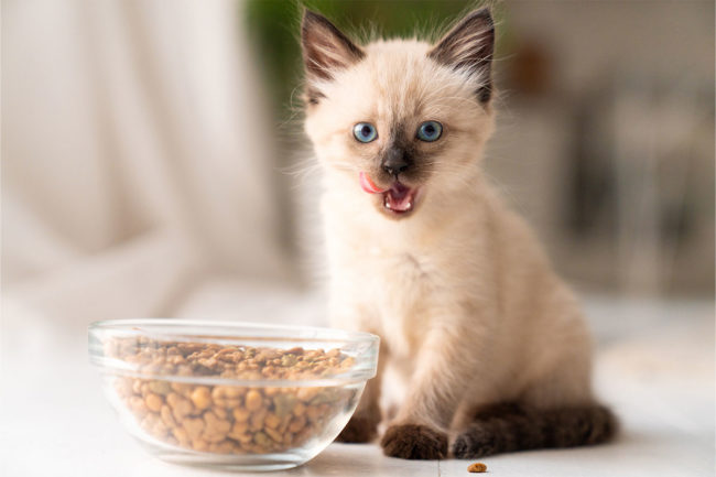 According to APPA's latest State of the Industry, pet food sales continue to rise