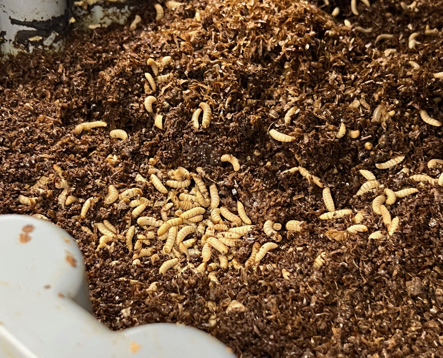 Innovafeed uses black soldier fly larvae (BSFL) to produce sustainable ingredients