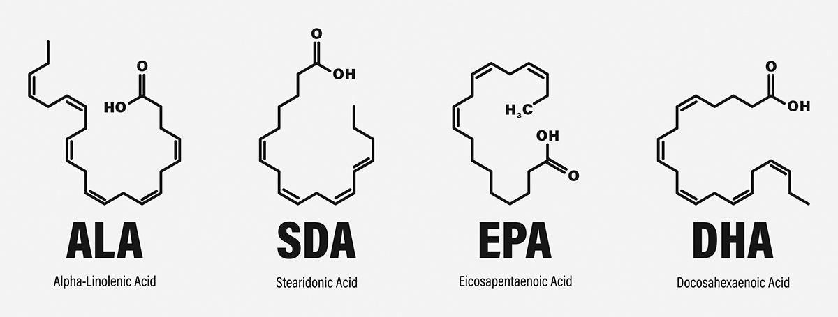 Omega 3 fatty acids ALA, SDA, EPA and DHA