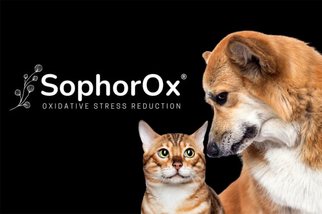 Layn Natural Ingredients introduces SophorOx for pets