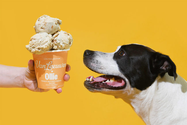 Ollie partners with Van Leeuwen to create doggy ice cream
