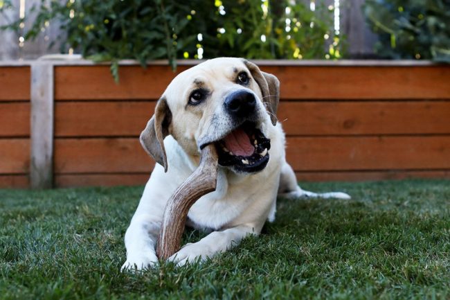 Antler dog chews added to Holistic Hound portfolio