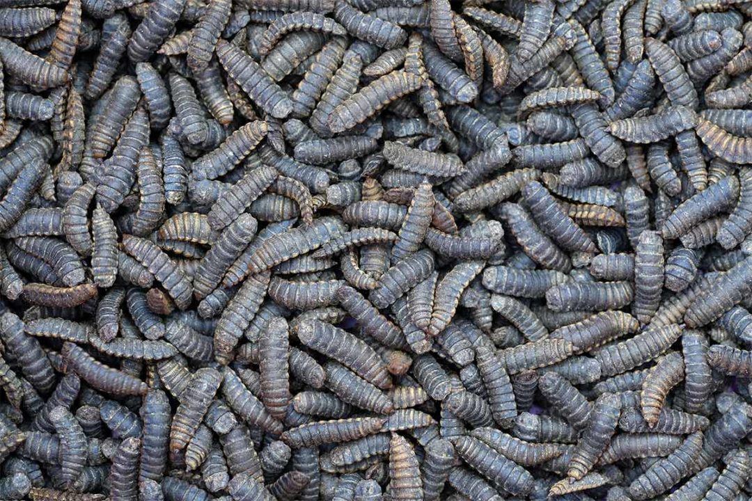 ADM partners with InnovaFeed on insect protein processing for animal food