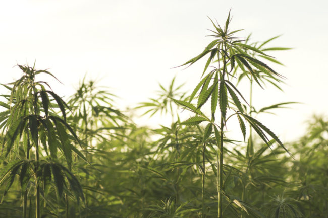 USDA issues final rule for hemp processors in the US