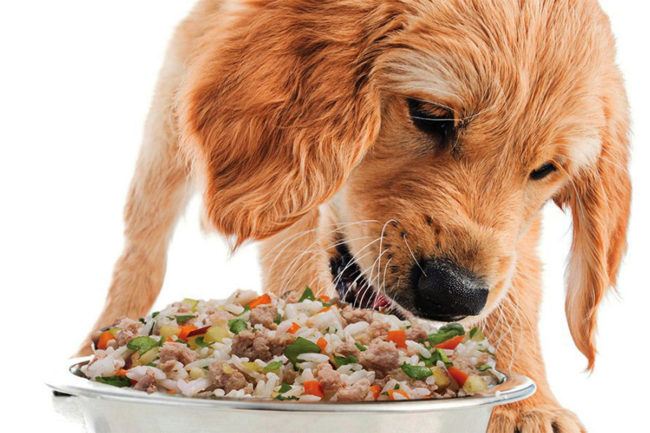 University of Illinois compares human-grade dog food to other commercial diets for digestibility