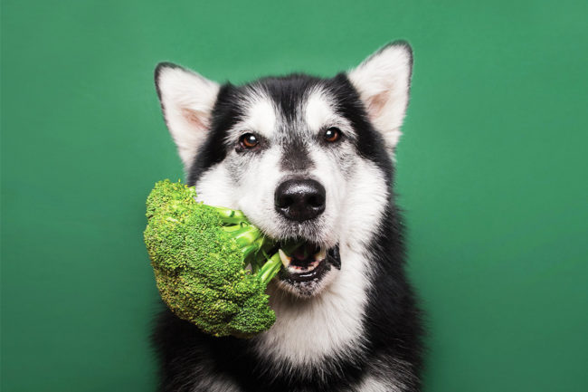 Layn offers broccoli extract as natural pet food ingredient alternative