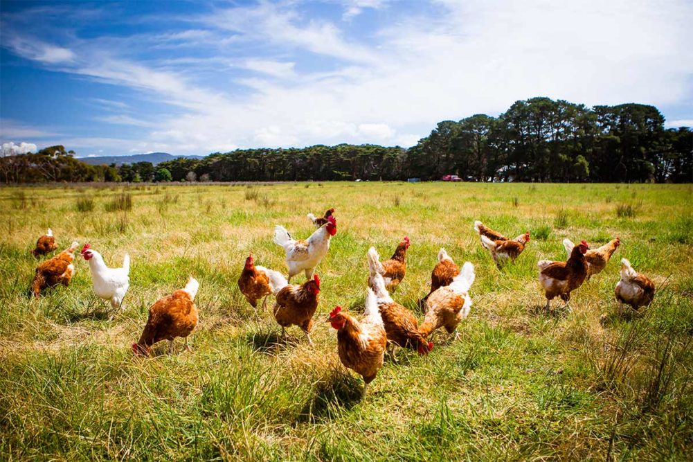 The Honest Kitchen commits to improve animal welfare for chicken sources