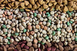 TAMU taking pet food extrusion course online for 2021