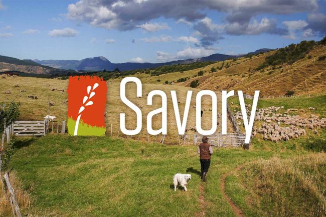 Spot Farms partners with Savory Institute