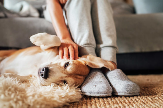 Pet owners becoming more involved in pet health, wellness amid COVID-19 lockdowns