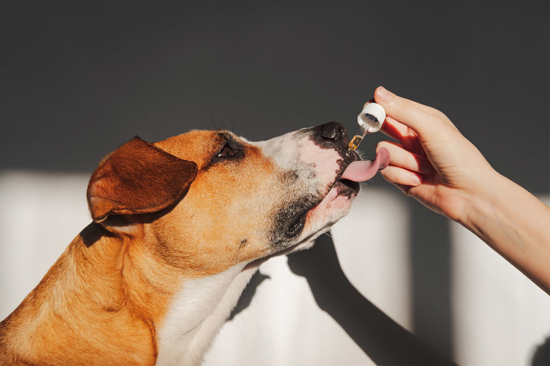 Leafreport study shows more than half of CBD pet products contain the wrong amount of CBD