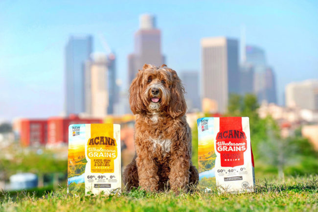 Champion reports success in partnering with pet-owning influencers on social media